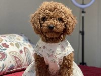 4 Aylık Dişi Red Brown Toy Poodle