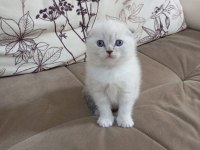 Minik Scottish Fold Yavrum