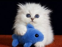 Highland Fold Silver Erkek Scottish Fold