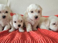Maltese terrier yavrularımız