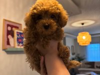 Dişi toy poodle