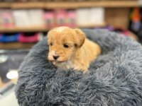 Orj Babyface Maltipoo Köpekler