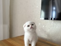 SCOTTISH FOLD BEYAZ YAVRULARIM 