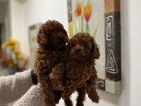 SAFKAN TOY POODLE