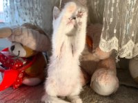 Kırıkkale içi british shorthair kedilerim