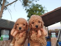 Toy poodle yavrularımız çiftliğimizden