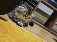 Scottish fold longhair