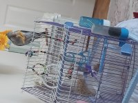 Mor Keşiş Papağanı