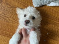 3 Aylık Dişi Malta Terrier