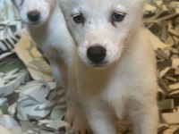 Mavi Gözlü Sibirya Kurdu Husky Bebekler