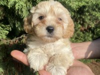 Maltipoo Bebekler