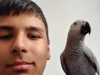 8 aylık jako papağanı