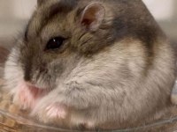 HAMSTER GONZALES YAVRULARI HERYERE GÖNDERİM