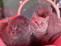 Scottish Fold bebeklerimiz