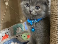 Scottish fold kedimiz