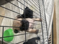 Pug yavrular