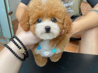 Birbirinden güzel poodle bebeklerimiz