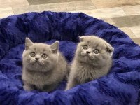 BRITISH SHORTHAİR & SCOTTISH FOLD YAVRULARIM
