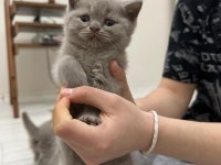 British shorthair yavrularımız yeni sahiplerini bekliyor