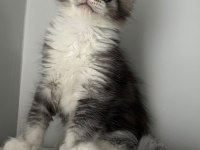 SAĞLIK VE IRK GARANTİLİ MİNİK DEV KEDİLER