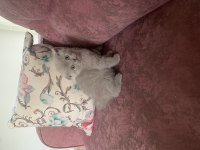 Maviş gözlü scottish fold ve british yavrular