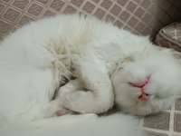 Yavru scottish fold kedimiz