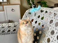 BRİTİSH SHORTHAİR ŞAMPİYON KEDİMİZ
