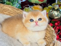 Dünyanın en güzel british shorthair kedisi