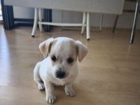 2 Aylık Yavru Bebek Chihuahua