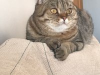 Çok akıllı uysal scottish fold kedimiz zeus