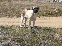 Aksaray malaklısı köpeğimiz