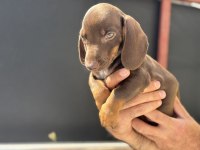Petmode köpek çiftliğinden dachshund yavrumuz