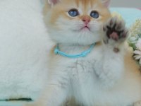 Altın Parıltısı Golden British Shorthair 