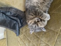 British shorthair tam bir tatlılık