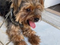 Yorkshire terrier pablo yuva arıyor