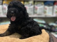 En nadir poodle rengi