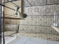 Turkuaz Pied - Pied Ve Taşıyıcı Takım Forpus