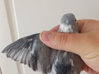 Yumurtalı Forpus Papağanı Çifti