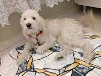 AKILLI MALTESE KIZIM