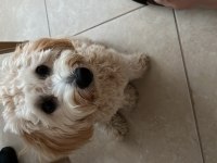 Köpeğimize eşleştirme için maltipoo dişi arıyoruz