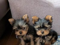 Teacup ev ortamından yorkshire terrier yavrular