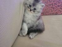 ÜST KALİTE BRİTİSH LONGHAİR YAVRULARIM TESLİME HAZIR!!!