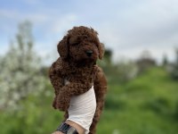 Sağlık Ve Irk Garantili Toy Poodle Yavrularımız 