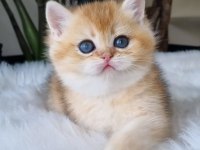 Ay Işığından Gelen Yavrumuz Golden British Shorthair