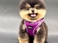 Safkan Pomeranian Boo Bebekler