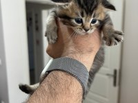 British Shorthair Yavruları