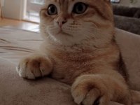 Oyuncu scottish fold karamel için yuva arıyoruz