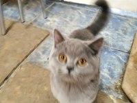 British Shorthair Erkek Yavru