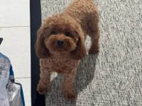 KORE SAF KALİTE SÜT BEBEKLER 14 ŞUBAT BEBEKLERİ KÖPEKLER