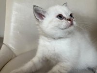 British blue point yavrularımız